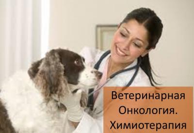 Ветеринарная Онкология. Химиотерапия